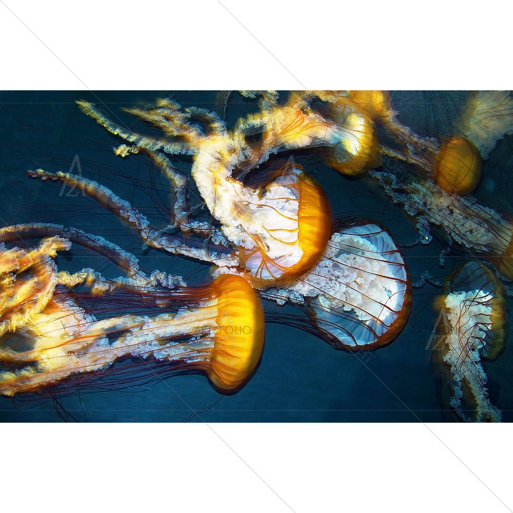 Yellow Jelly Fish