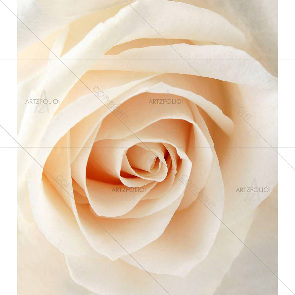 White Rose