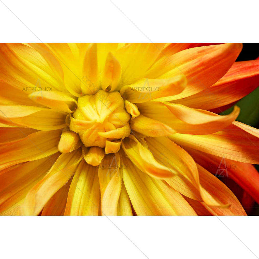 Yellow Orange Dahlia — custom-size art design 5000036
