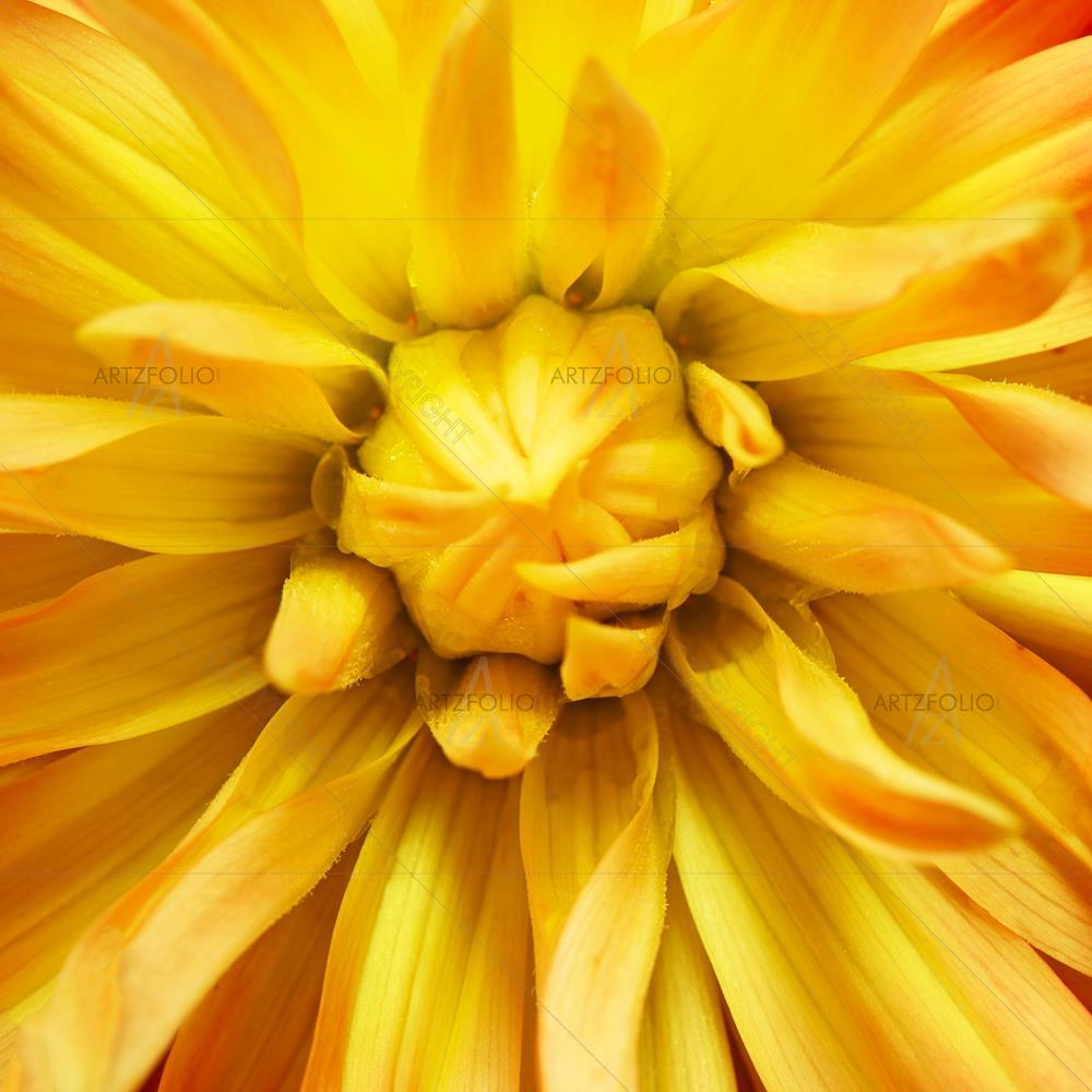 Botanical Art
