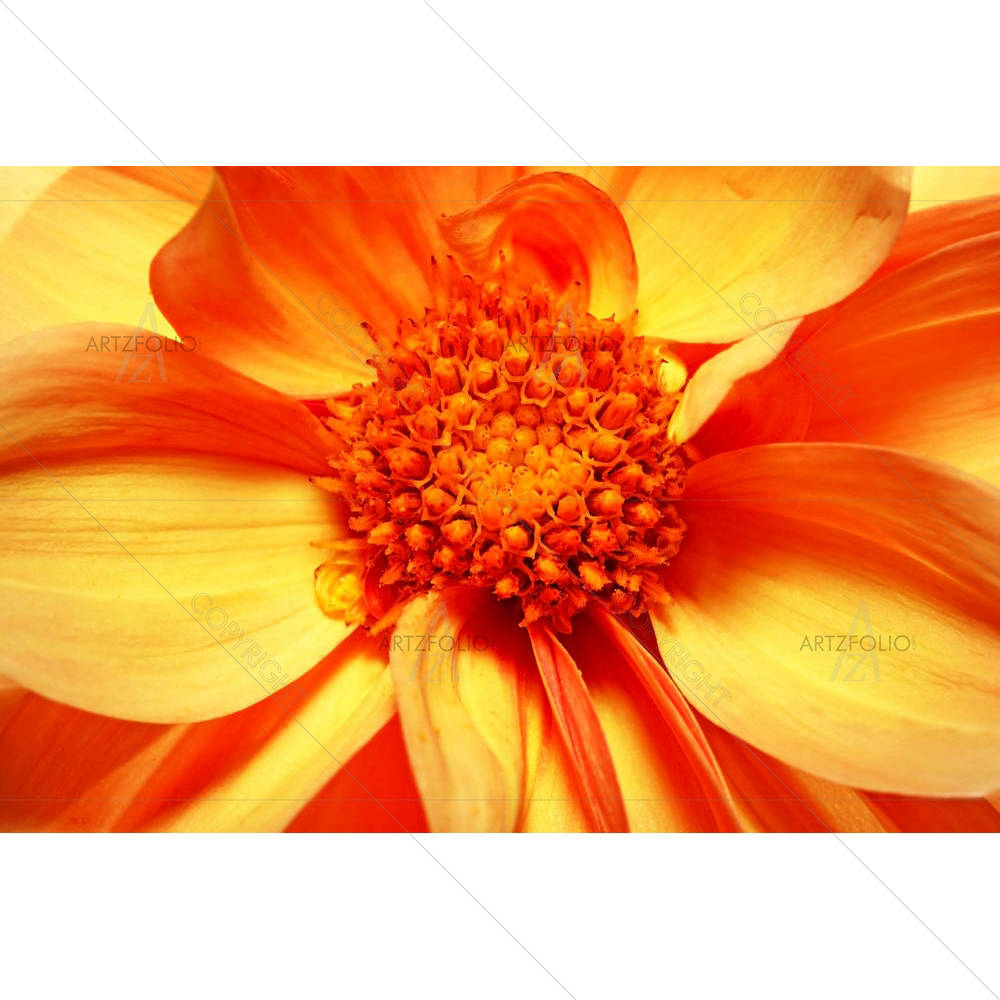 Single Flowering Dahlia — custom-size art design 5000037