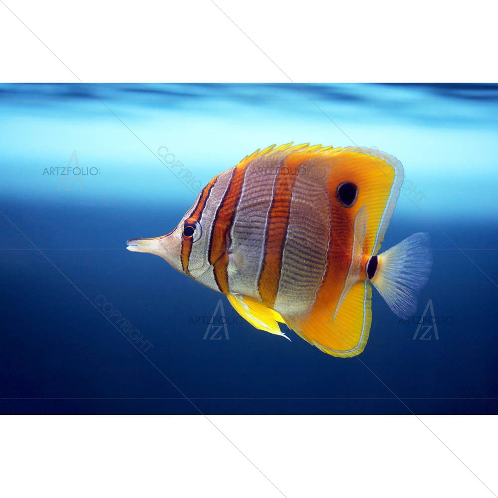 Sixspine Butterfly Fish Image — custom-size art design 5000039