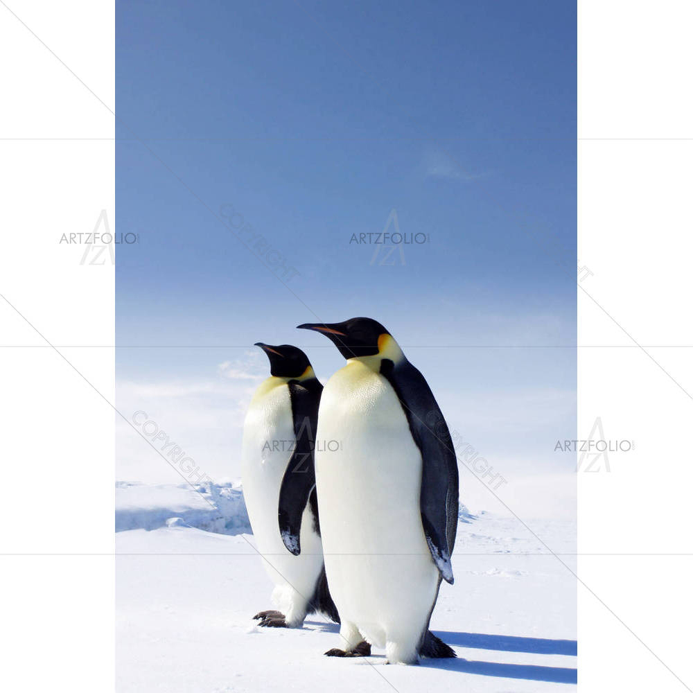 Emperor Penguins, Antarctica