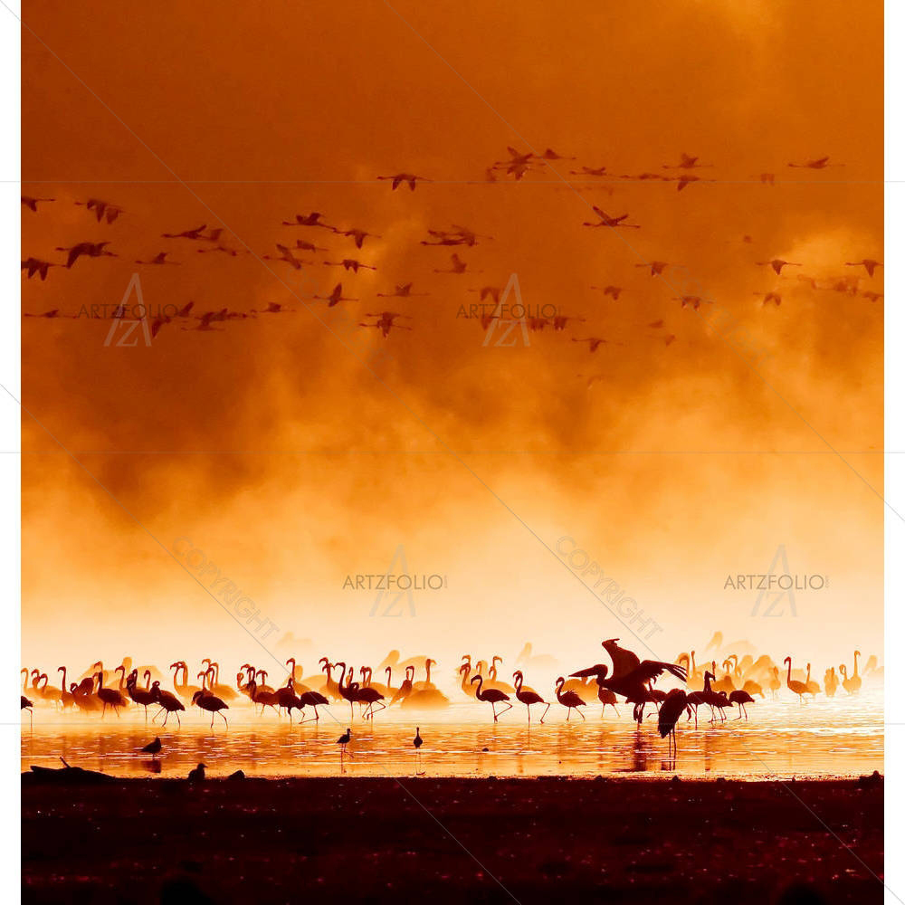 Flamingos, Kenya