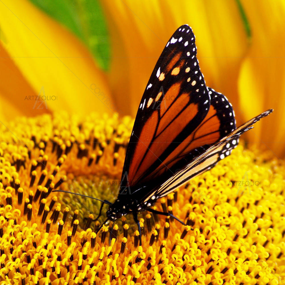 Monarch Butterfly — custom-size art design 5000085