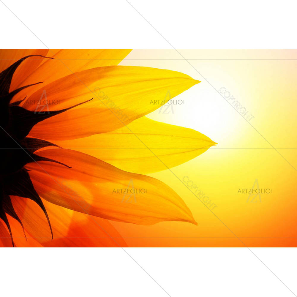 Sunflower Over Sunset Sky — custom-size art design 5000092