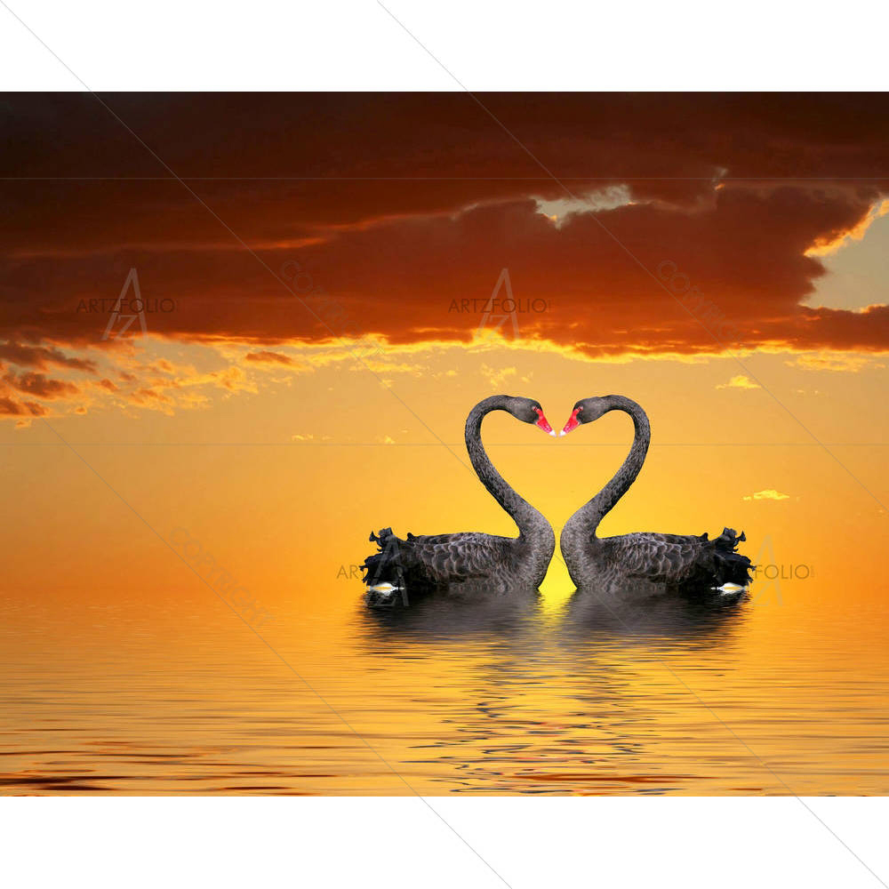 Romantic Swans — custom-size art design 5000093