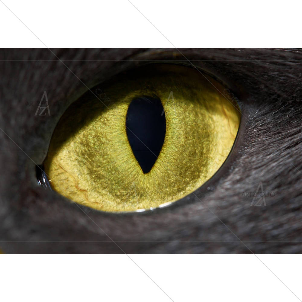Cats Eye — custom-size art design 5000100