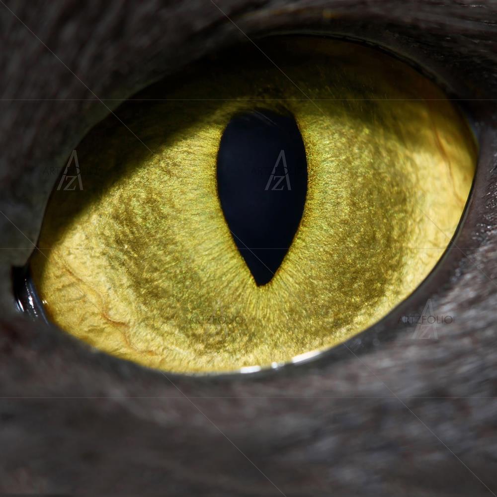 Pets