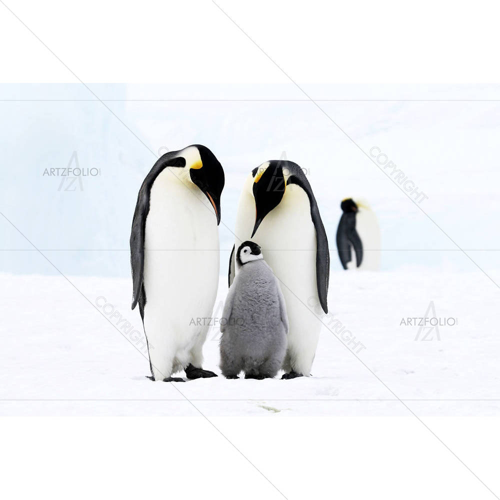 Penguins, Antarctica — custom-size art design 5000118