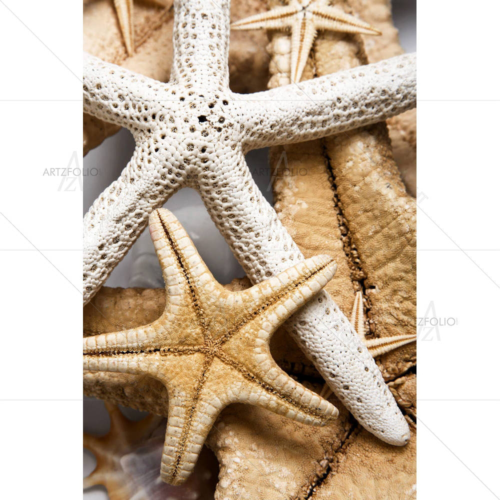 Starfish Image — custom-size art design 5000121