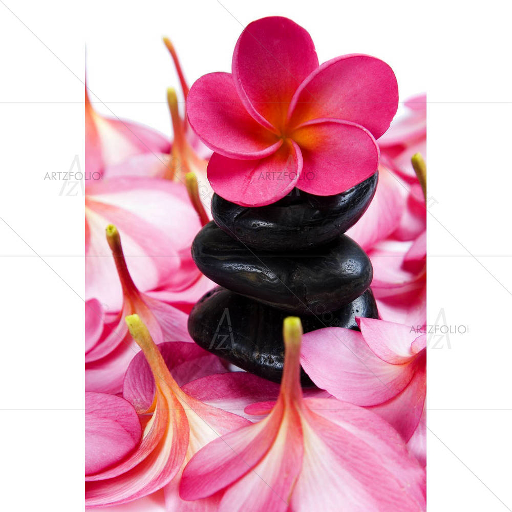 Pink Frangipani Flowers — Botanical custom art by ArtzFolio
