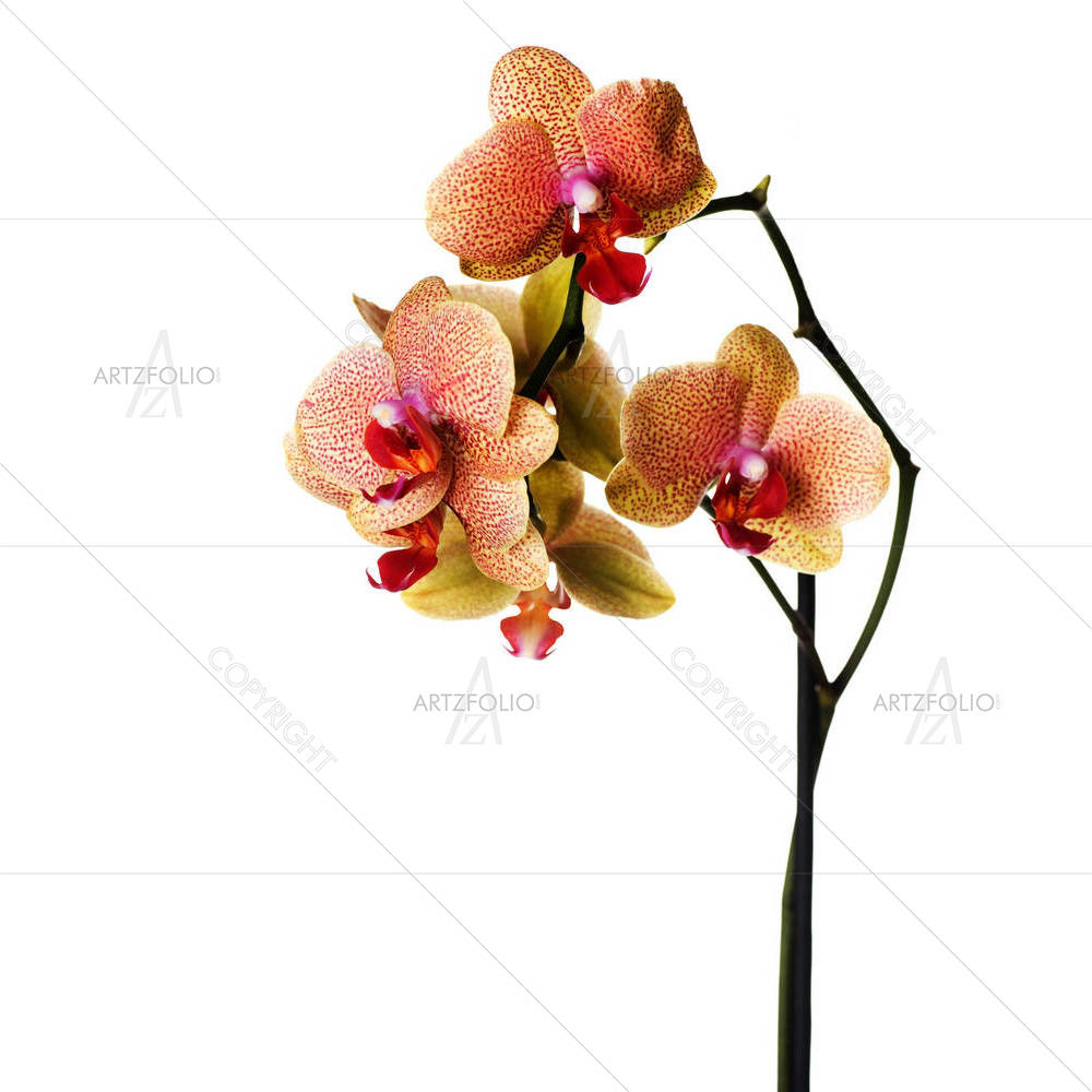 Orchid Image — Botanical custom art by ArtzFolio