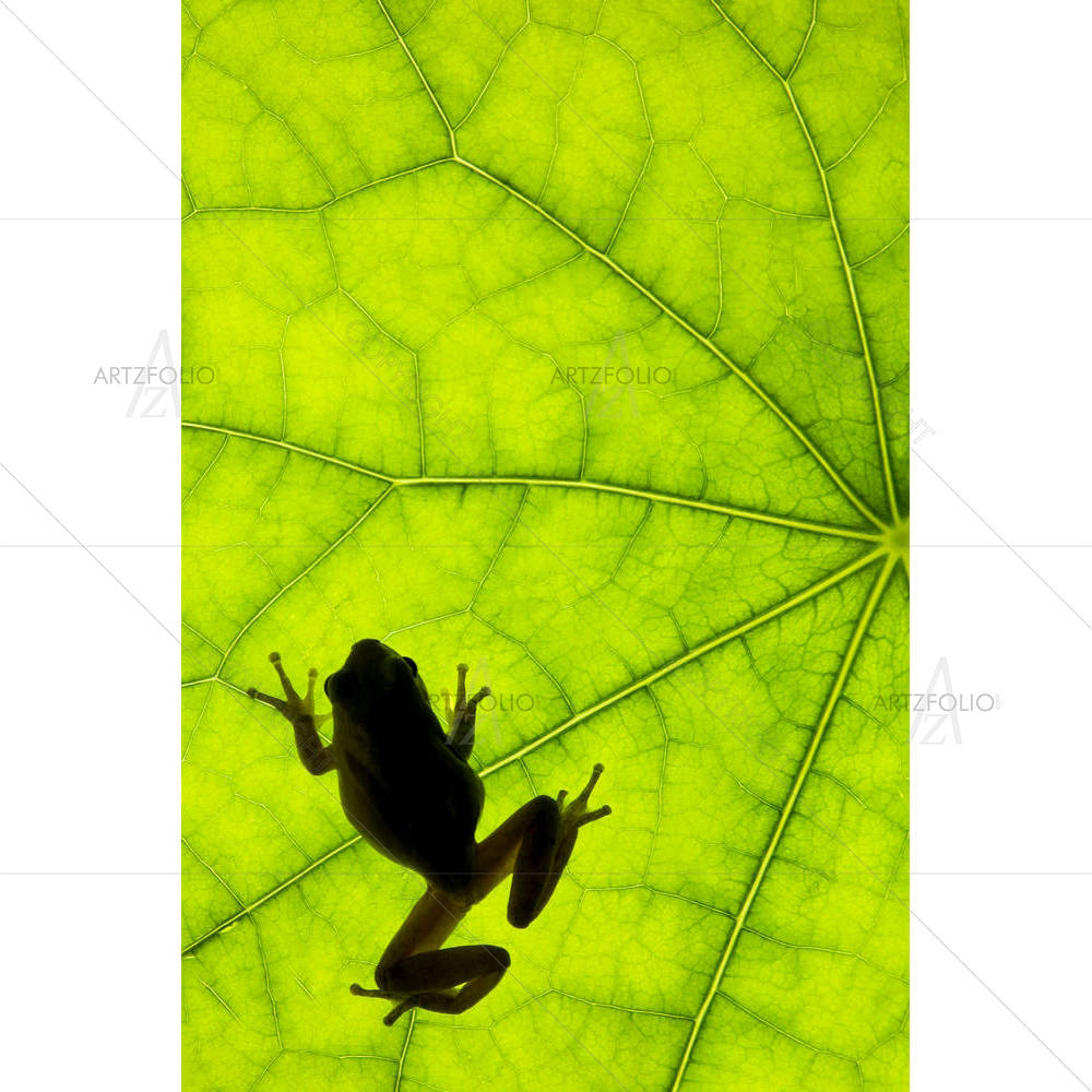 Tree Frog Backlit — custom-size art design 5000163