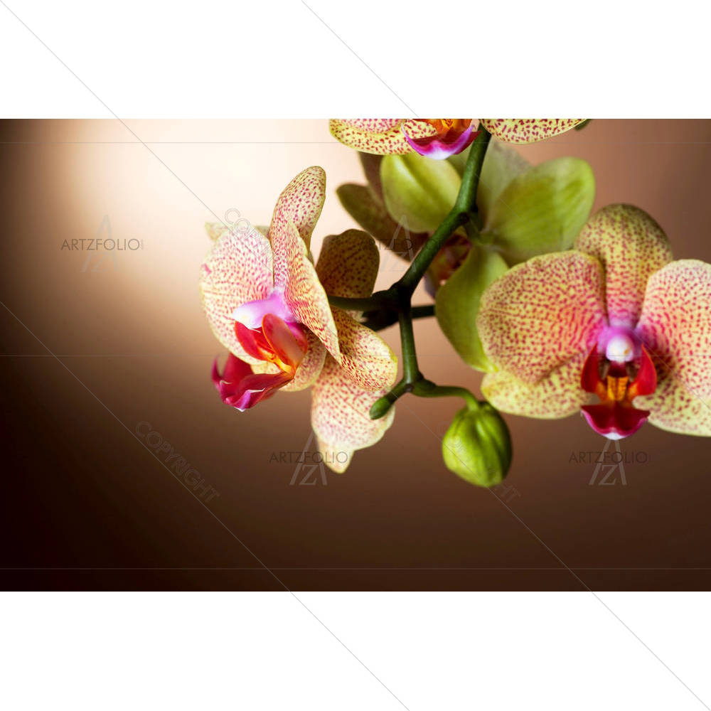 Dotted Orchid — custom-size art design 5000164