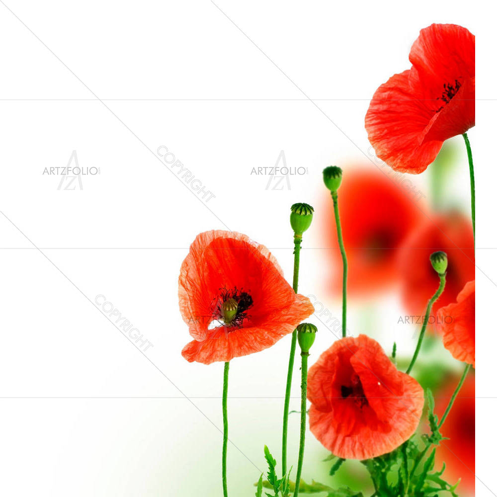 Poppies Border — custom-size art design 5000167