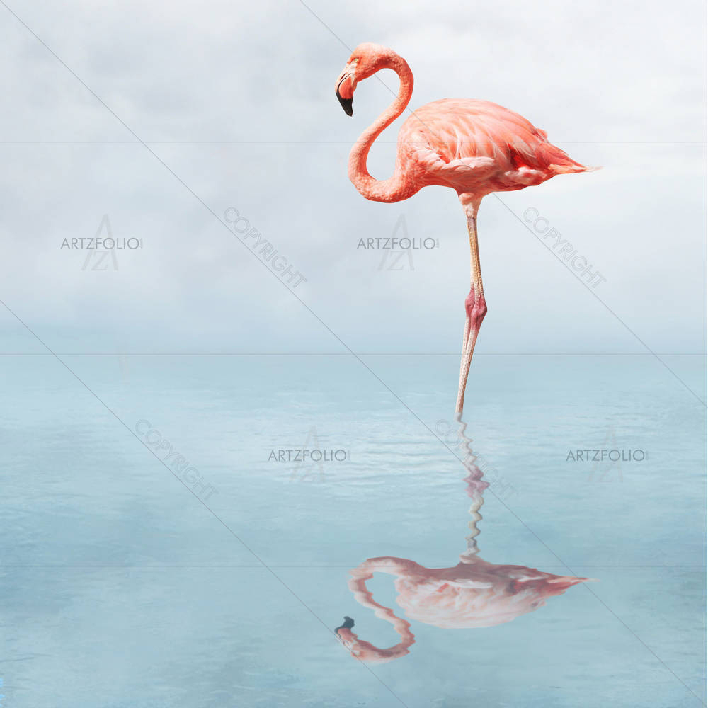 Flamingo In Water — Birds Flamingo custom art by ArtzFolio