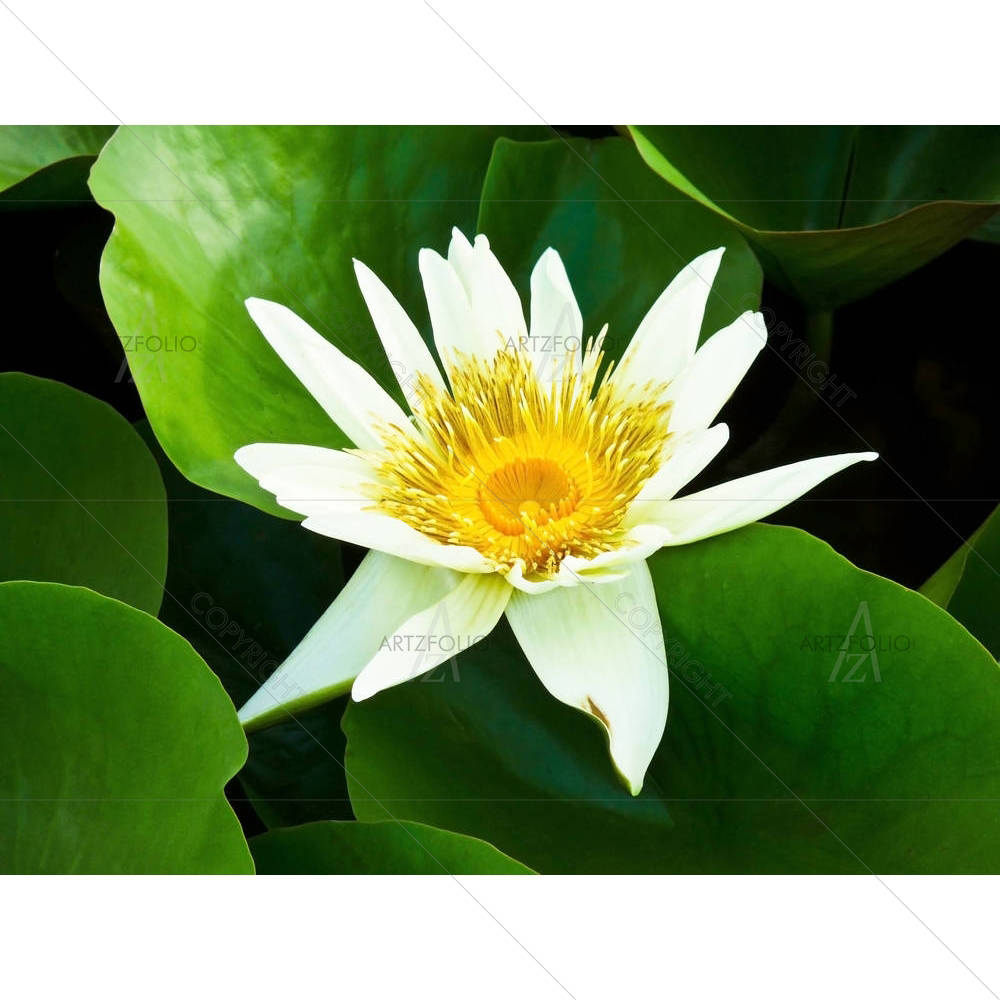 Lotus D1 — custom-size art design 5000195