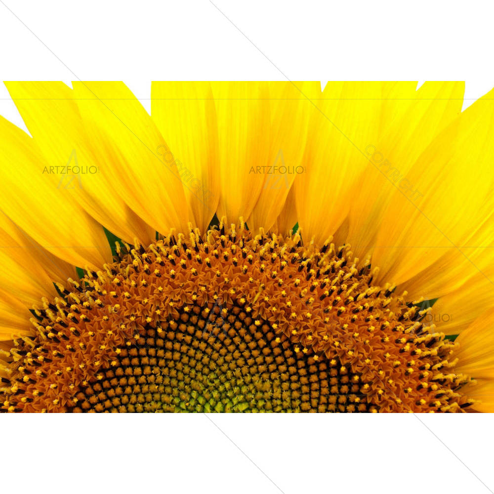 Sunflower D1 — Botanical custom art by ArtzFolio