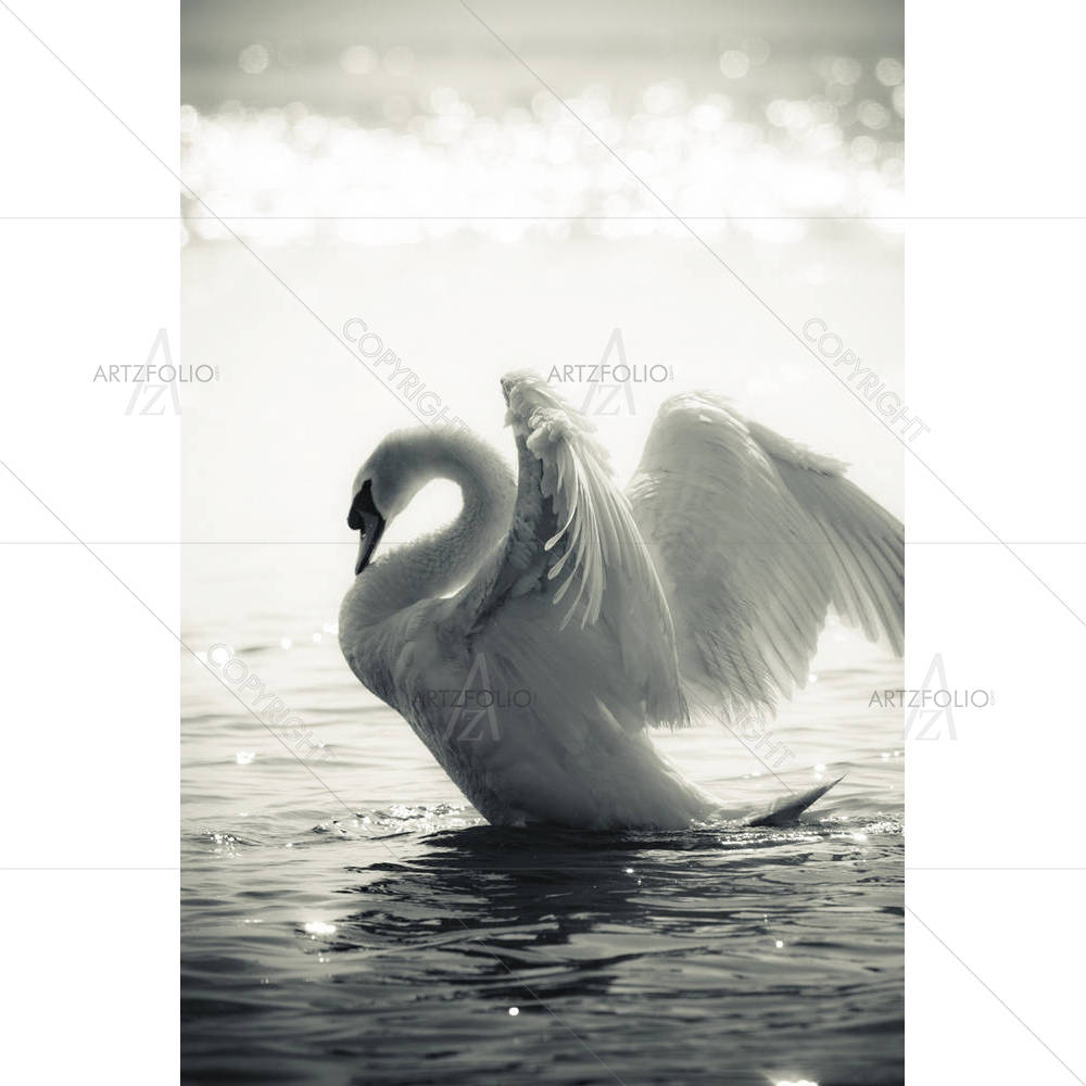 Swan In A Lake D1 — custom-size art design 5000218