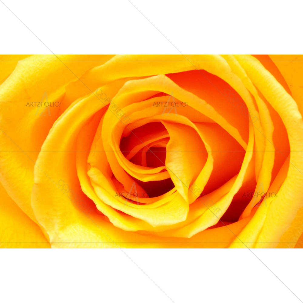 Yellow Rose — custom-size art design 5000223