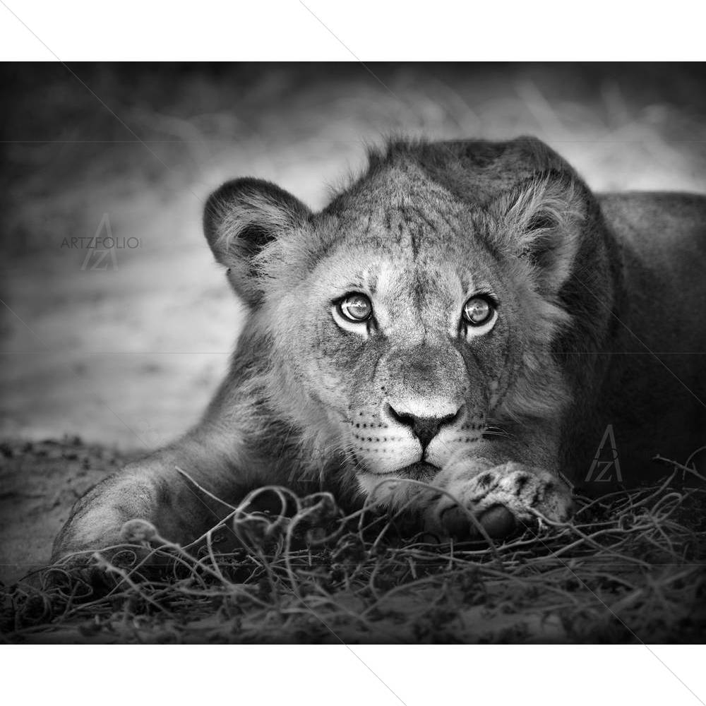 Lion Panthera Leo — custom-size art design 5000227