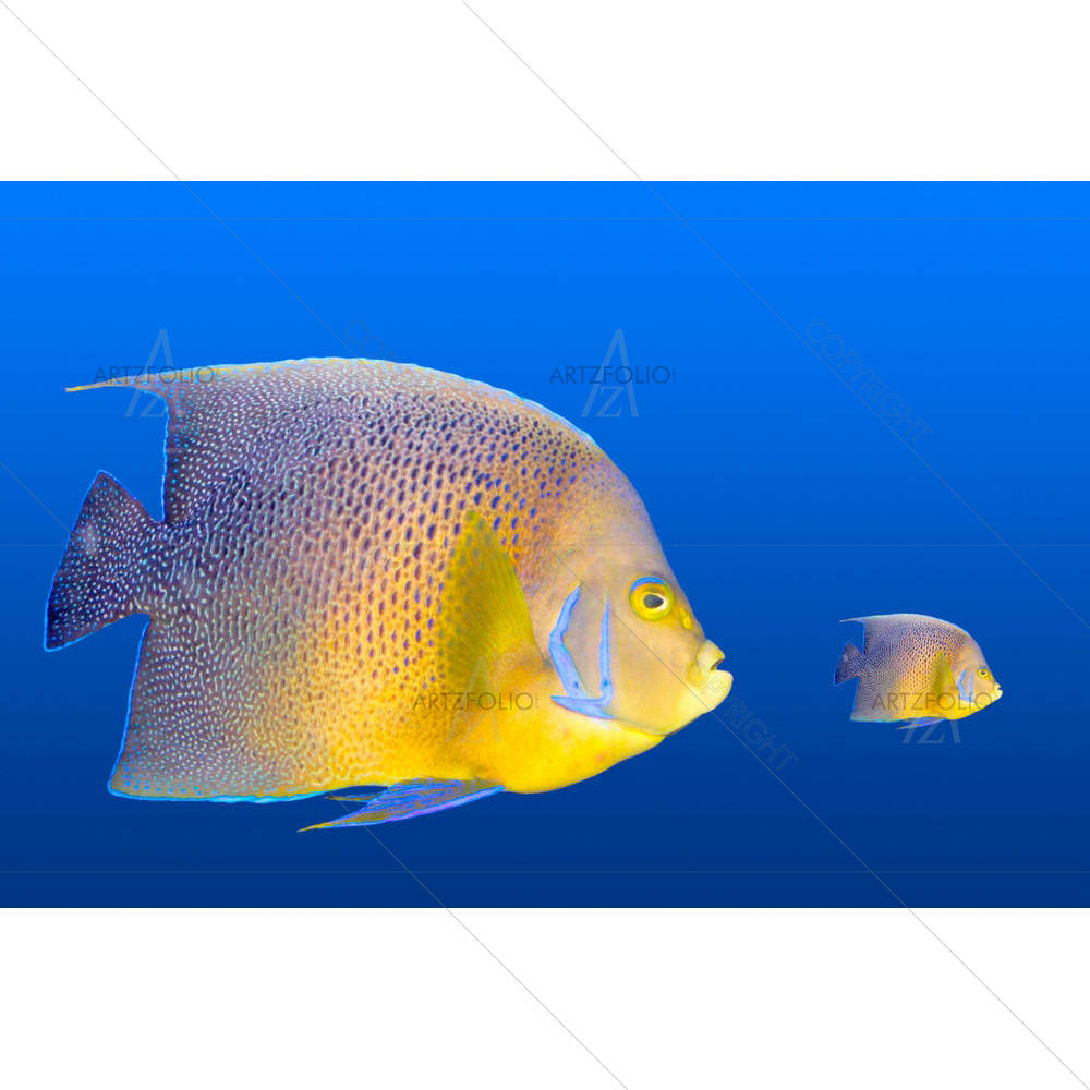 Big Fish Chasing Small Fish — Cuisine custom art by ArtzFolio