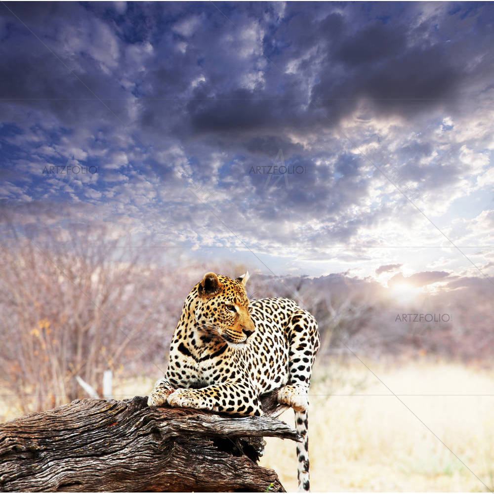 Leopard D1 — African custom art by ArtzFolio