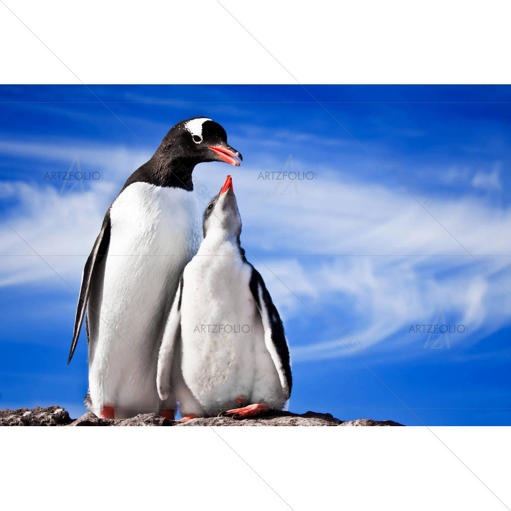 Penguins — custom-size art design 5000274
