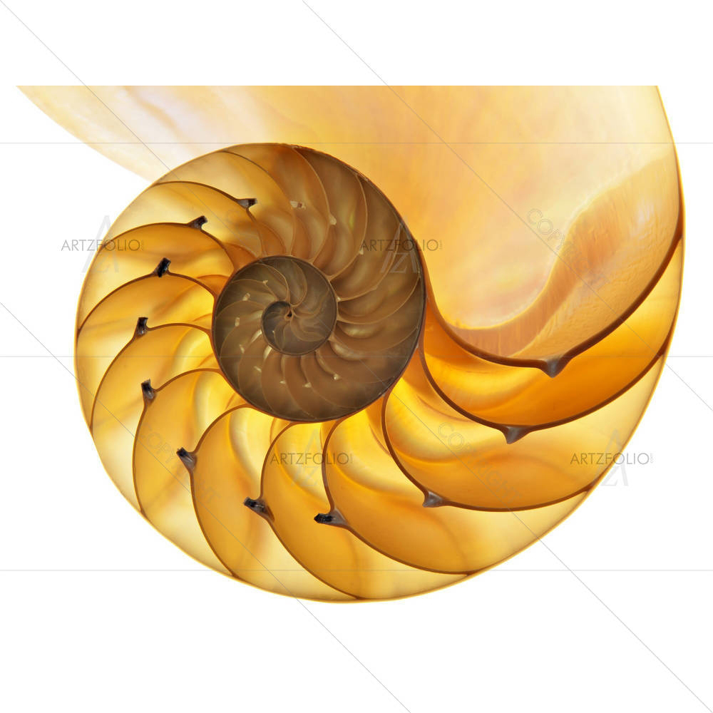 Halved Backlit Shell — Ancient custom art by ArtzFolio