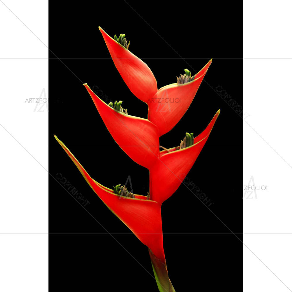 Red Bird Of Paradise Flower — Botanical custom art by ArtzFolio