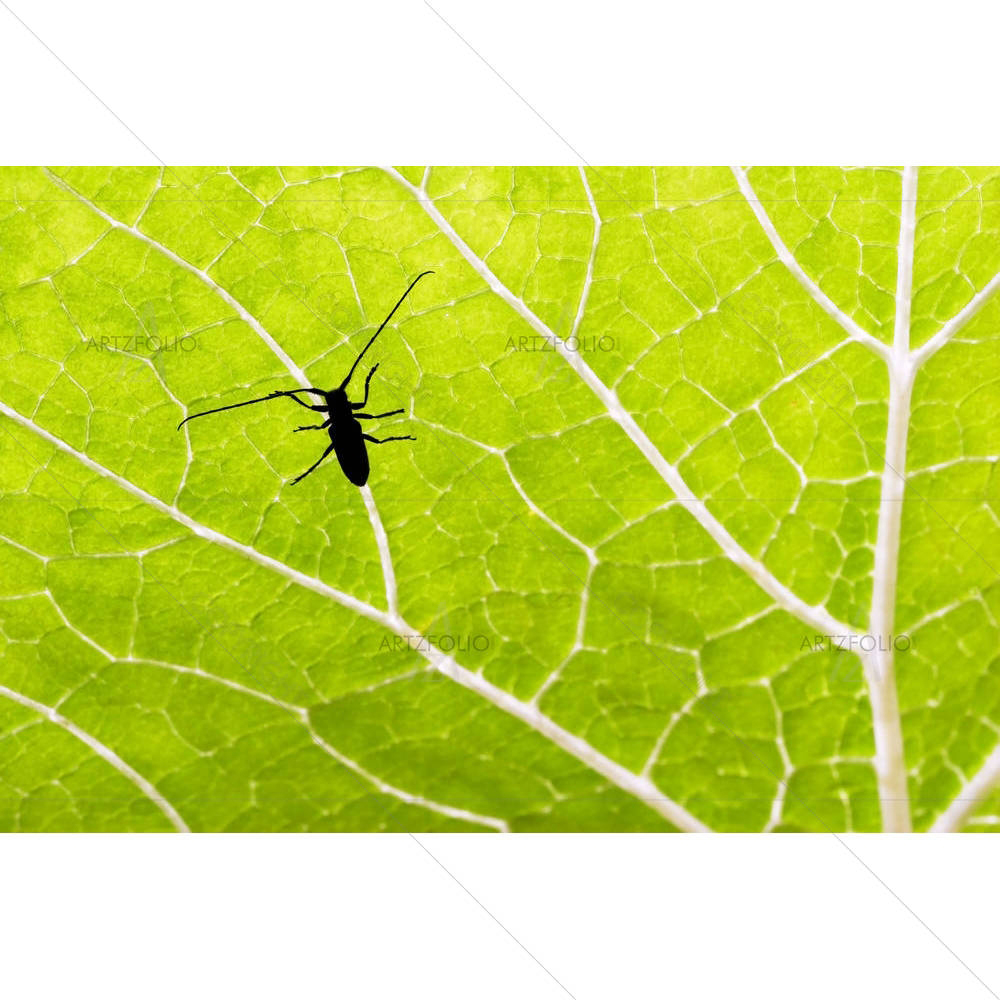 Longhorn Beetle On A Green Leaf — Abstract custom art by ArtzFolio