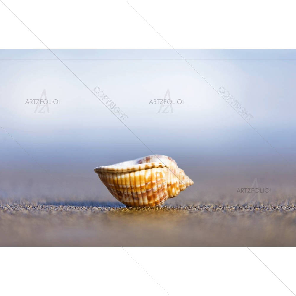 Small Seashell Upturned — custom-size art design 5000310