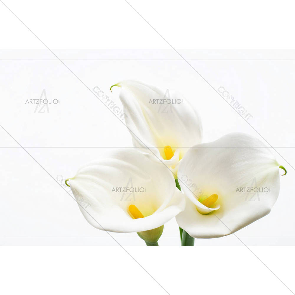 Calla Lily D1 — Botanical custom art by ArtzFolio