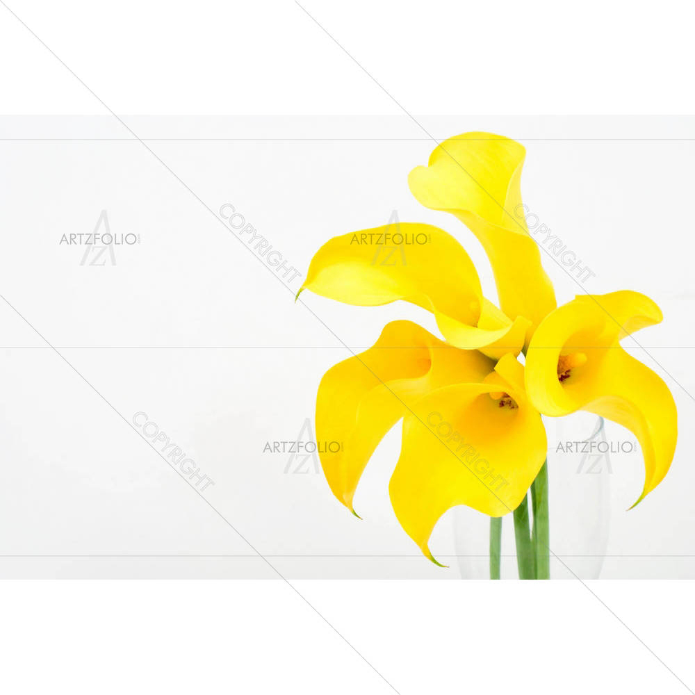 Yellow Calla Lily D1 — Botanical custom art by ArtzFolio