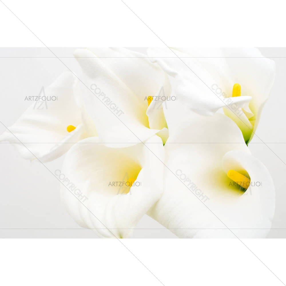 Calla Lily D2 — Botanical custom art by ArtzFolio