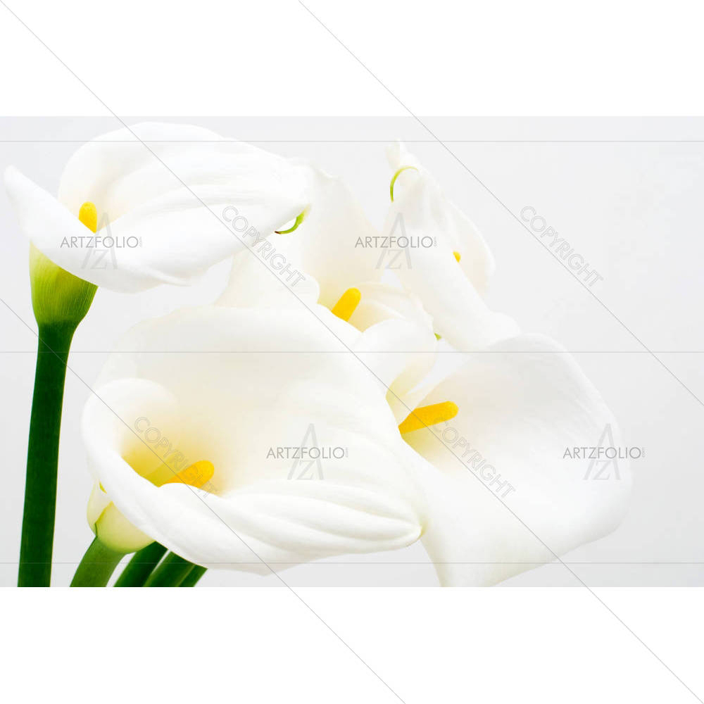 Calla Lily D3 — Botanical custom art by ArtzFolio