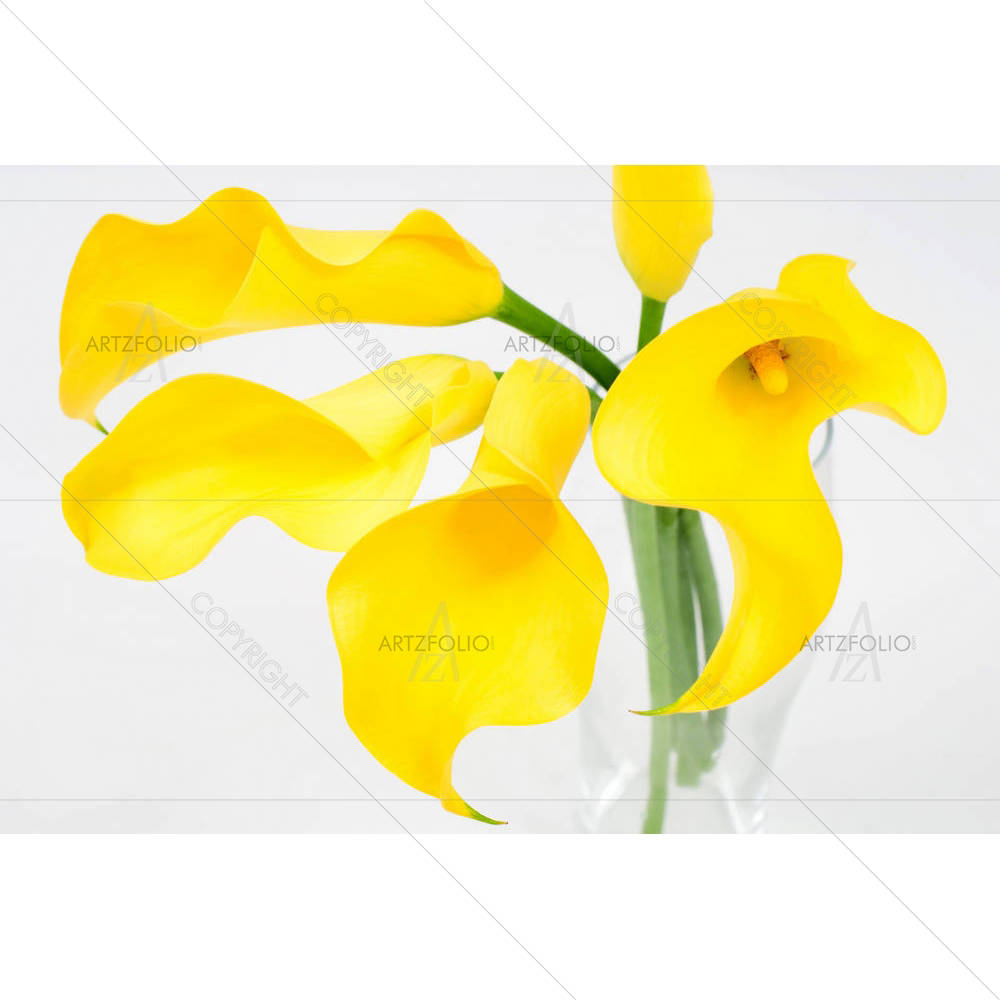 Yellow Calla Lily D2 — Botanical custom art by ArtzFolio