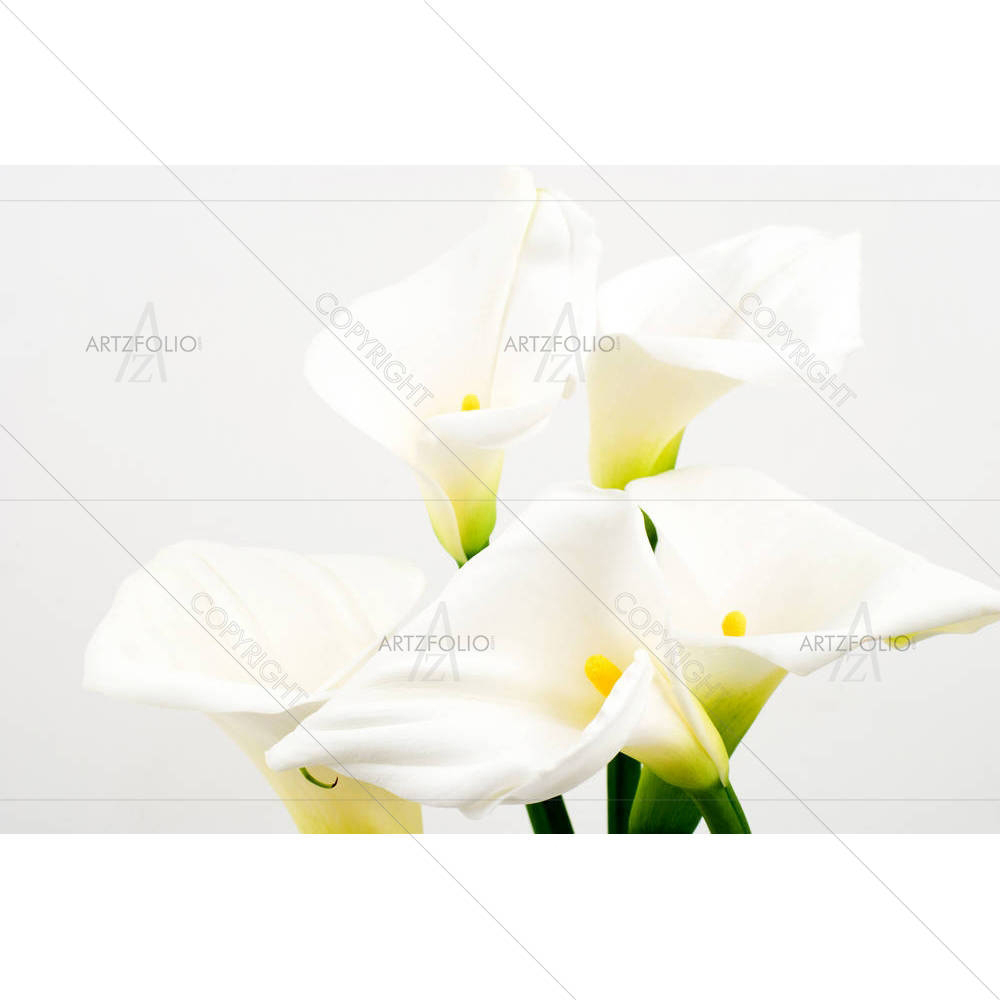 Calla Lily D4 — custom-size art design 5000420