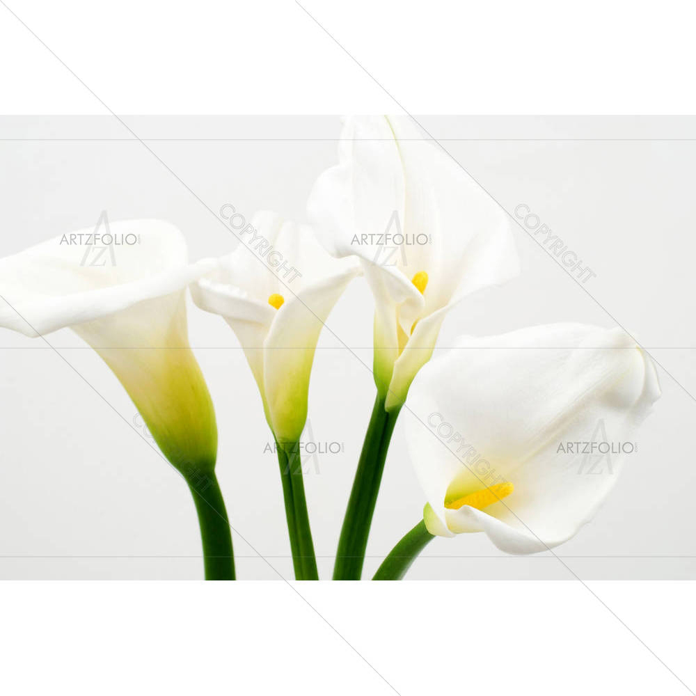 Calla Lily D5 — Botanical custom art by ArtzFolio