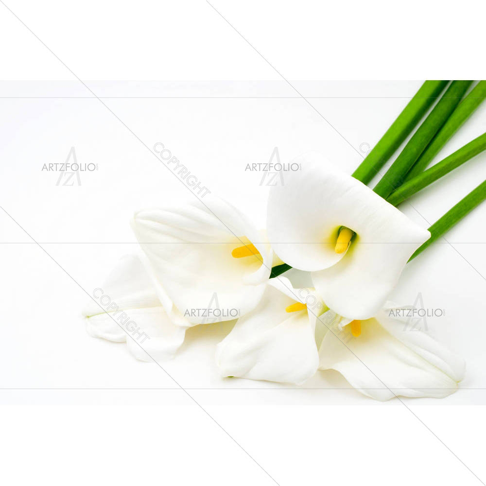 Calla Lily D6 — Botanical custom art by ArtzFolio