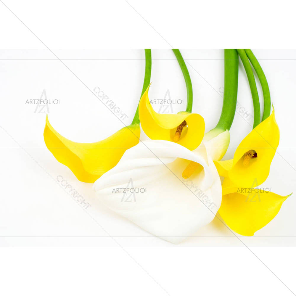 Colors Calla Lily — Botanical custom art by ArtzFolio