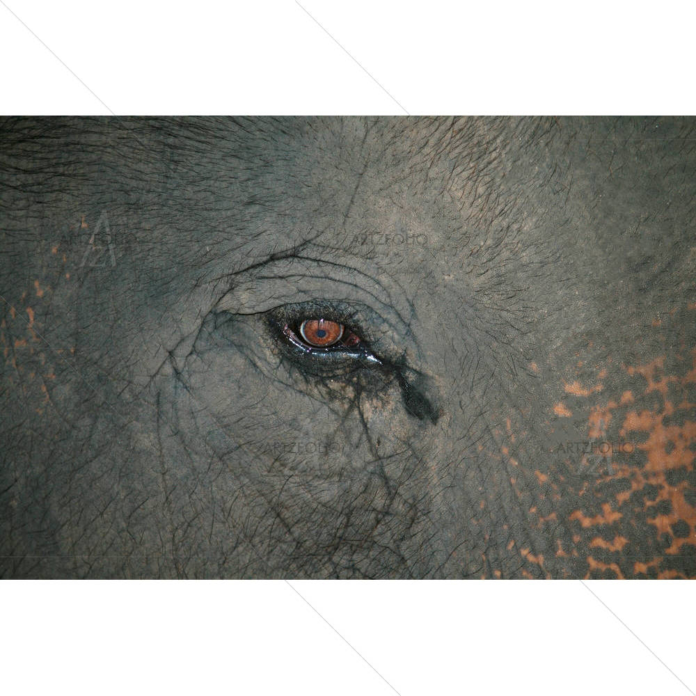 Elephant Eye D1 — African custom art by ArtzFolio