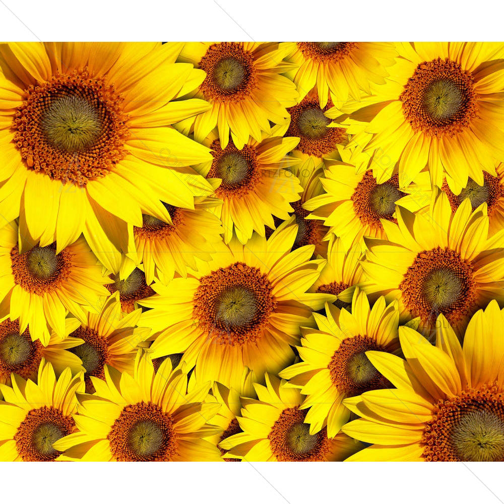 Sunflower With Background — Botanical custom art by ArtzFolio