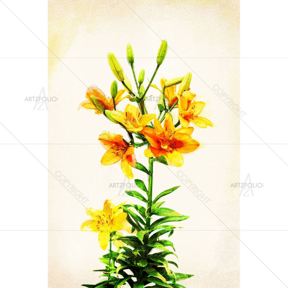 Watercolor Yellow Lily — Botanical custom art by ArtzFolio