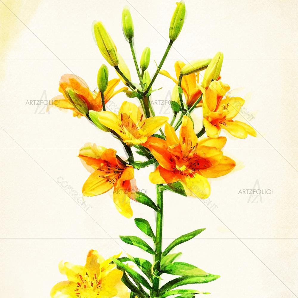 Watercolour
