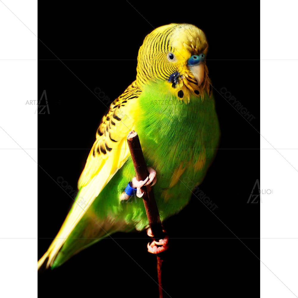 Female Green Budgie Bird — Animals custom art by ArtzFolio
