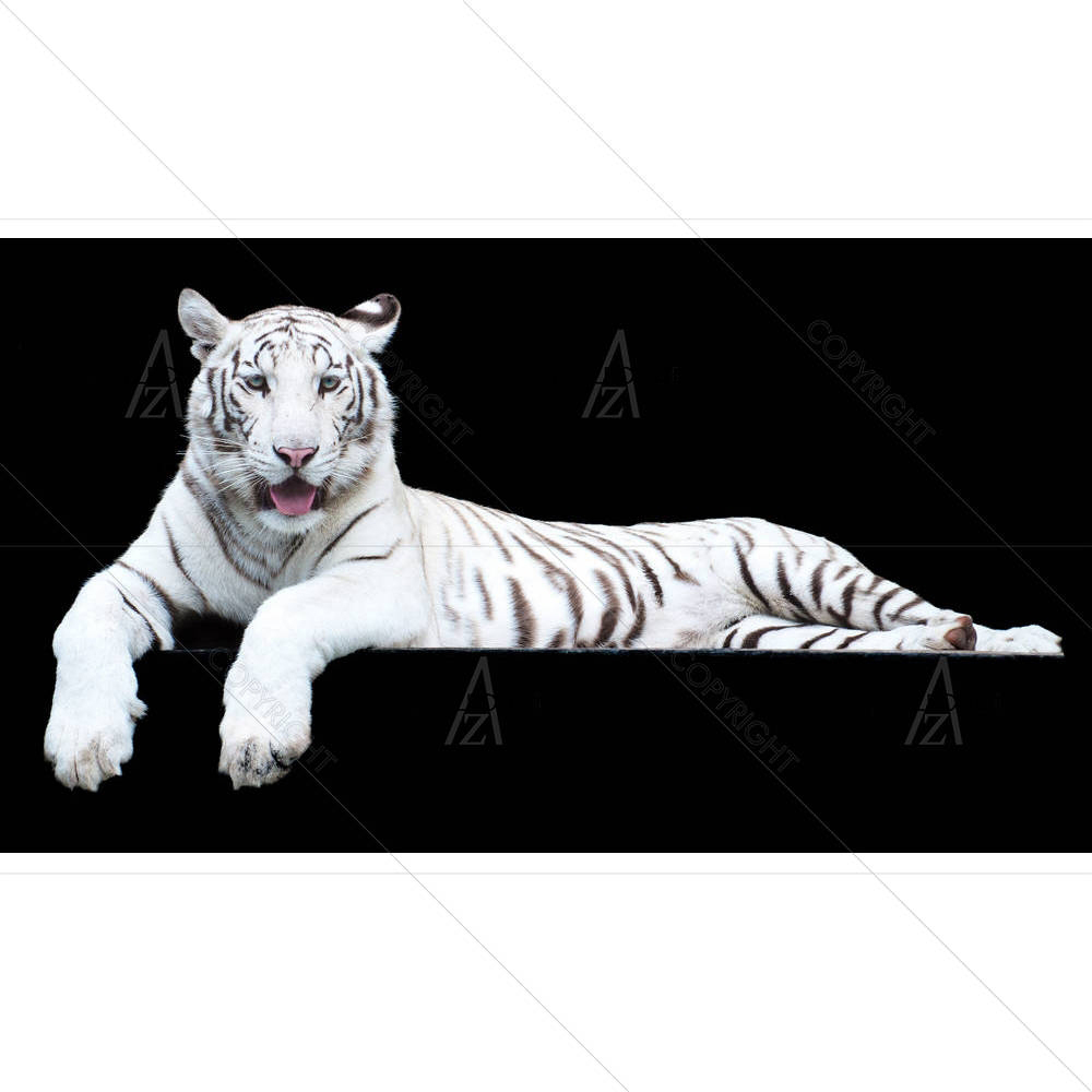 Tiger Albino — custom-size art design 5000527