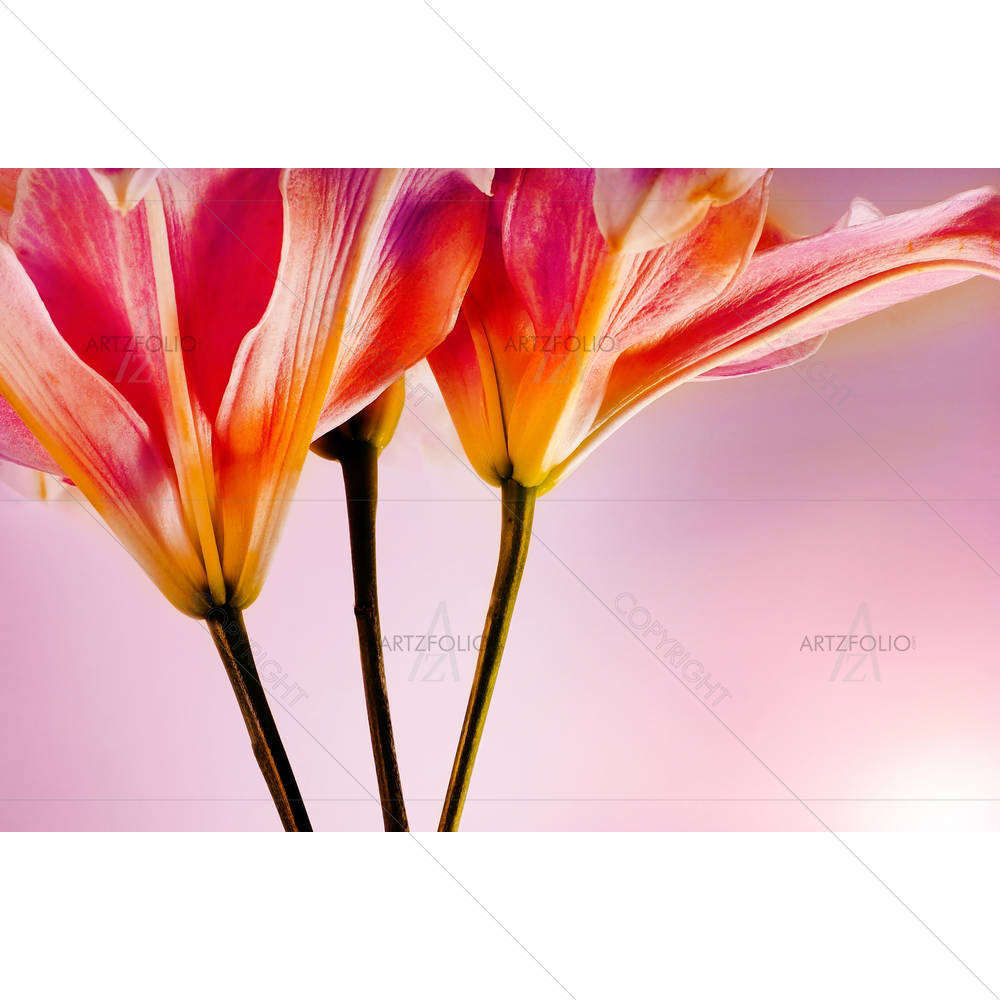 Pink Tiger Lilly D1 — Botanical custom art by ArtzFolio