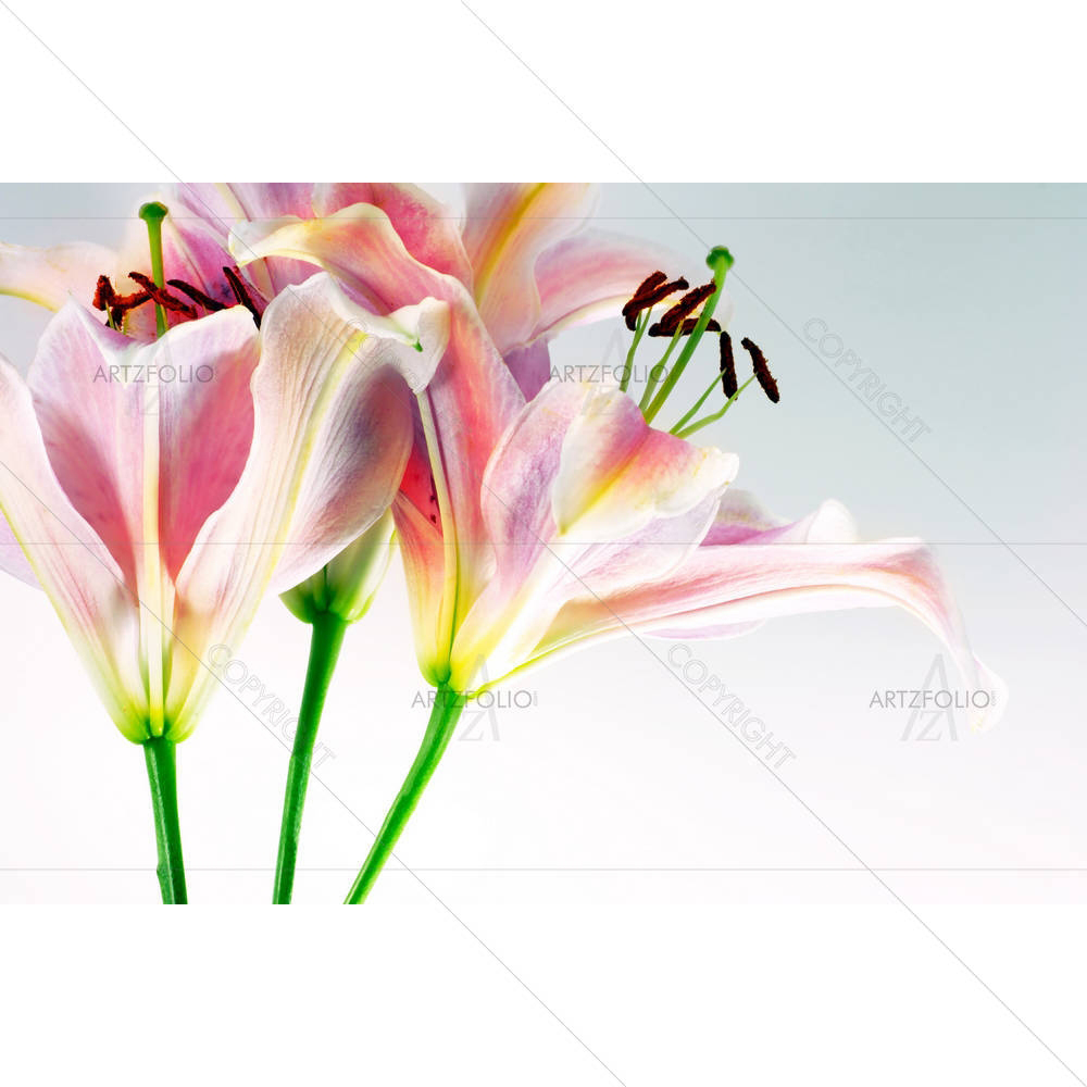 Pink Tiger Lilly D2 — Botanical custom art by ArtzFolio